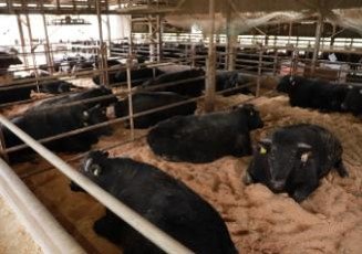 Shimomura Farm image