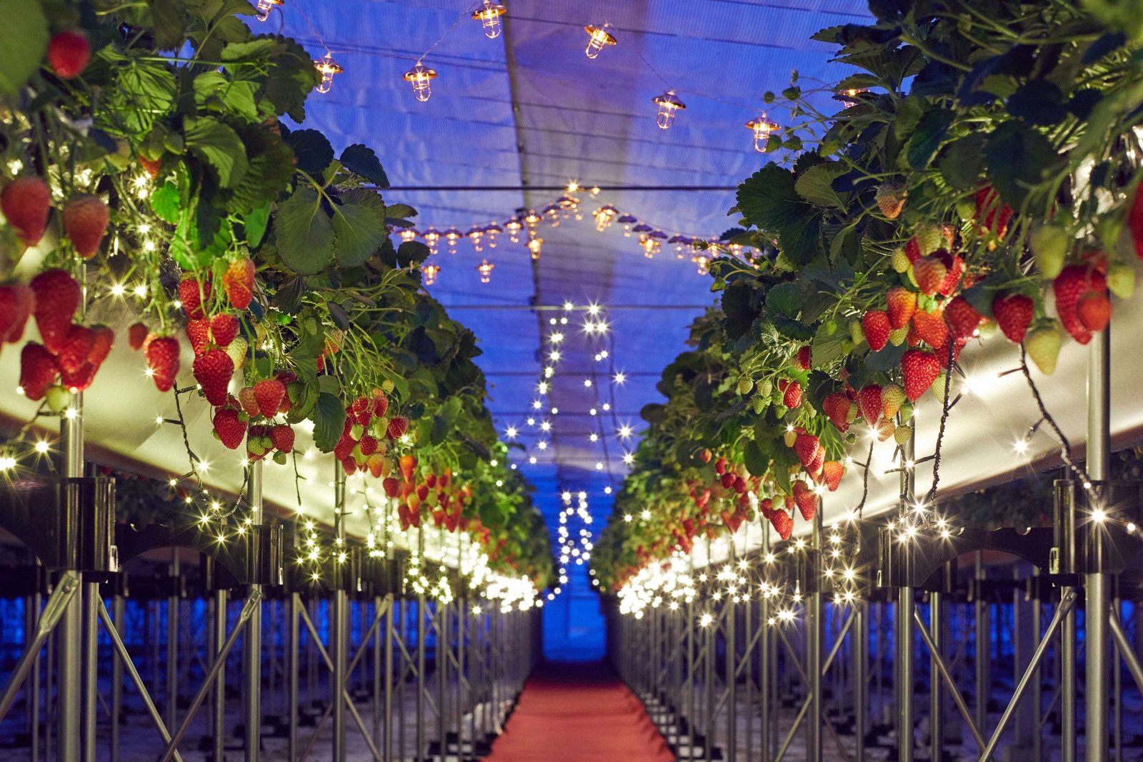 Risonare Atami Night strawberry picking “Night Strawberry Tour” held in a house with shining illumination | Period: Even-numbered days from January 6th to March 30th, 2025