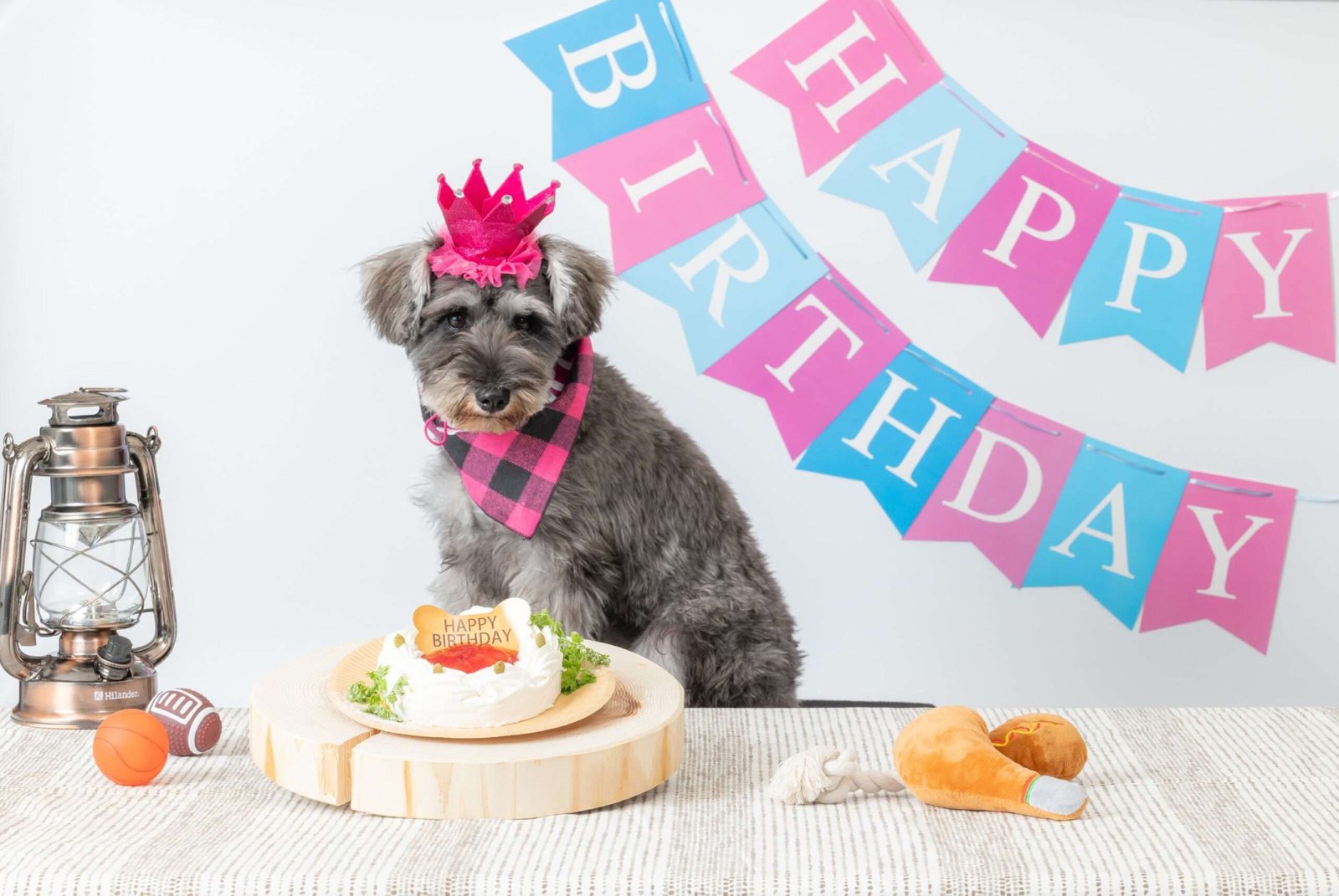 Adastria Co., Ltd. The dog is the main character! Introducing the new “Dog Birthday Plan” where you can sp end a special day at the park making memories with the whole family.