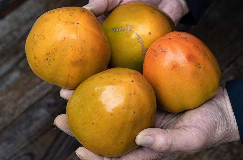 A large number of “warugaki (persimmons)” are appearing in high-end brand persimmons. The effects of extreme heat, the effects of typhoons, and damage from stink bugs… We support you by ordering Fuji persimmons produced in Yawatahama, Ehime Prefect