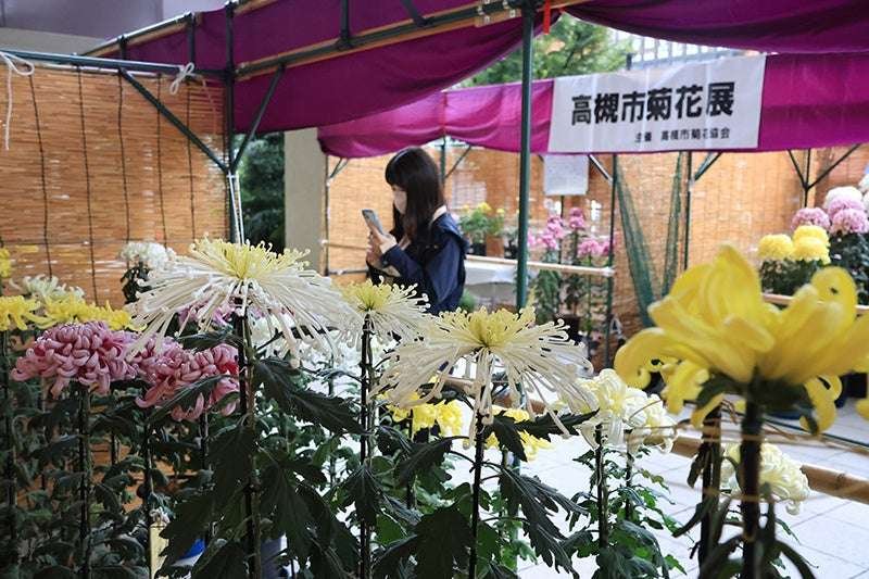 Takatsuki City Autumn seasonal feature: Chrysanthemum exhibition held in Takatsuki City