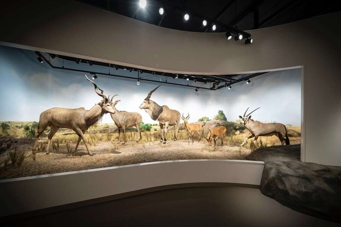 Osaka University of Arts The Osaka University of Arts Animal Diorama Museum “Geidai Zoo” will open on Wednesday, October 1st after an opening ceremony!